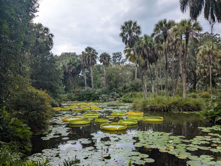 A pond covered in lilypads, normal and giant, surrounded by palm trees