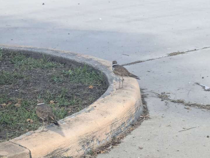 a pair of killdeer standing on a yellow curb