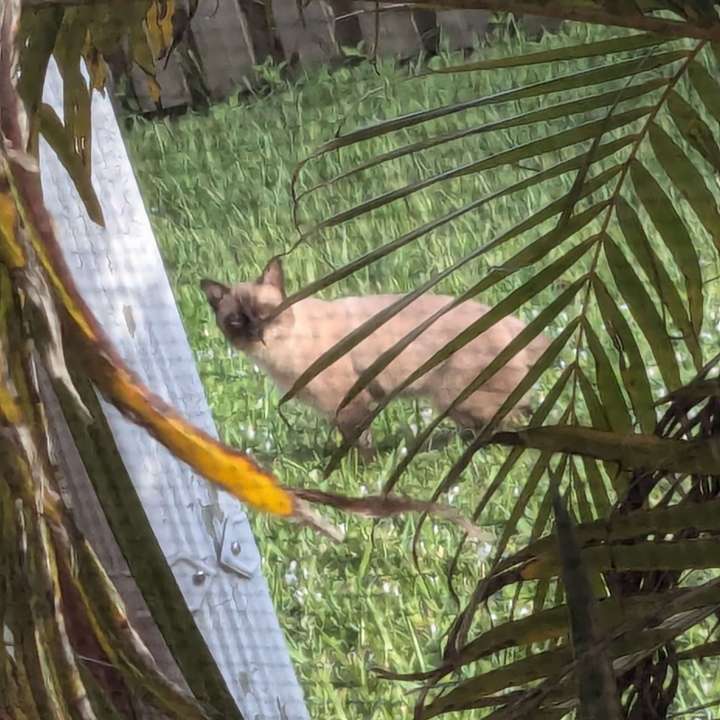 A suspicious Siamese cat looking towards the camera through a palm tree