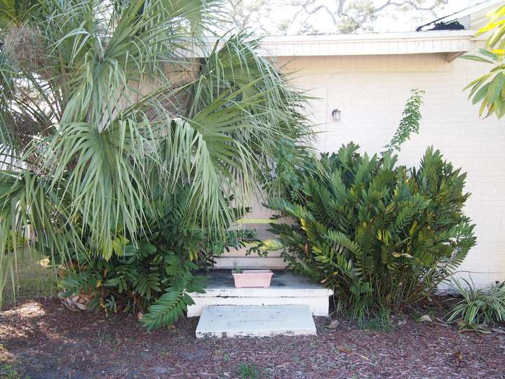 A sealed off door with overgrown plants obscuring most of it. Smaller pots rest on the former steps.