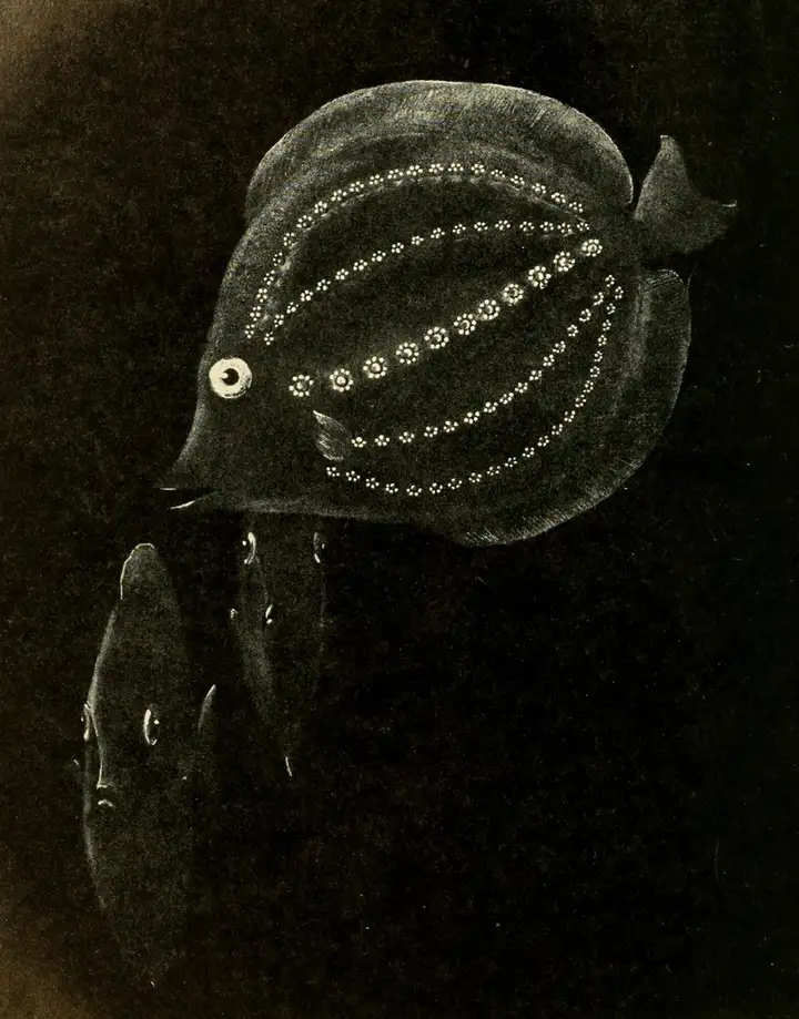 an illustration of 3 large, flat sided fish with five lines of bioluminescent spots